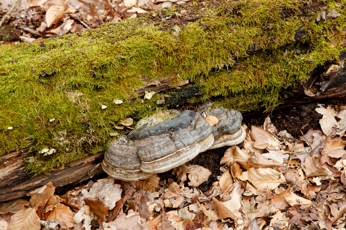 Fomes formentarius Tinder Fungus Echte Tonderzwam